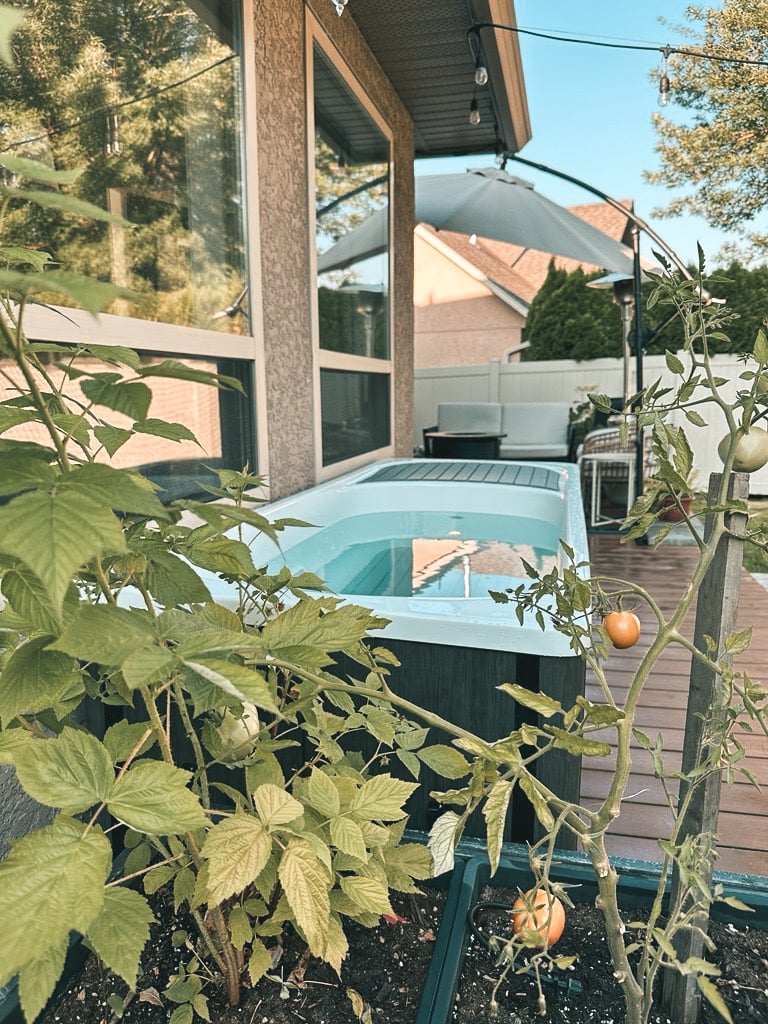 cold plunge benefits